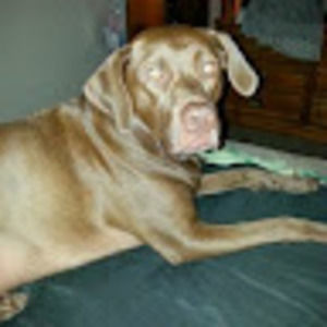 Meet your Posher, Bobbi